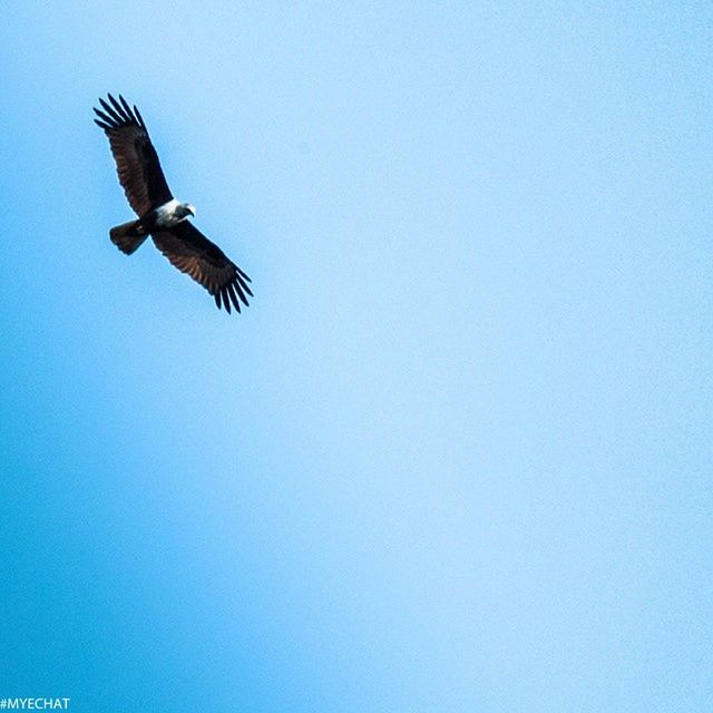 flying, bird, animal themes, spread wings, animals in the wild, clear sky, mid-air, low angle view, wildlife, copy space, one animal, flight, seagull, blue, motion, on the move, freedom, day, no people, outdoors