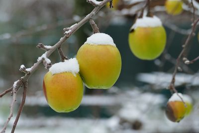 Frozen apple on the tree