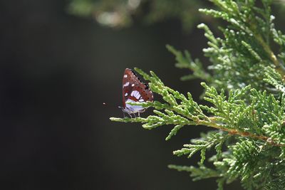 Close-up of butterfly on plant