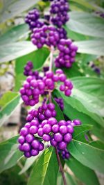 Close-up of berries growing on tree