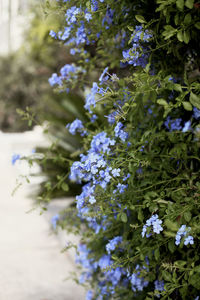 Close-up of purple flowering plant