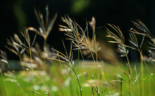 Close-up of crops growing on field