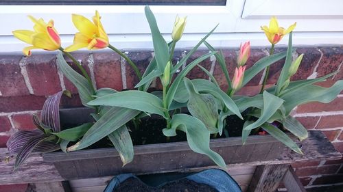 Close-up of potted plant