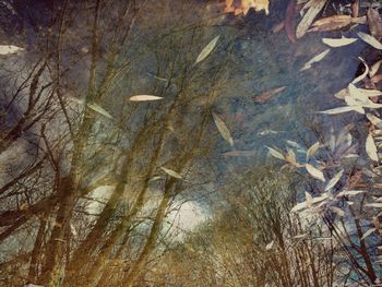 Close-up of crocodile in water