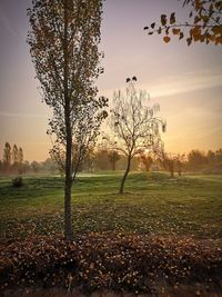 Tree on field against sky during sunset