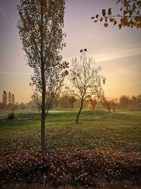 Tree on field against sky during sunset