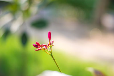 Close-up of red flower buds