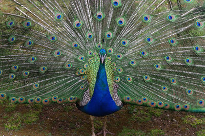 Peacock feathers in a field