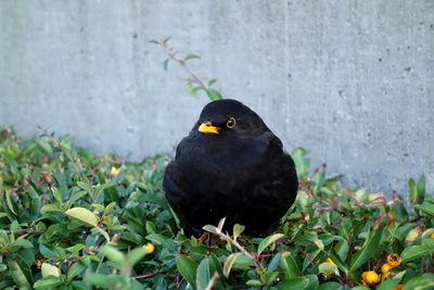 Black bird perching on wall