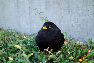 Black bird perching on hedge against a wall