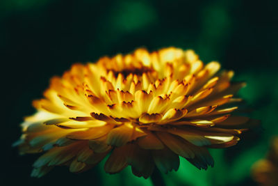 Close-up of yellow flower