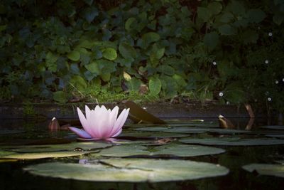 Close-up of lotus water lily in lake