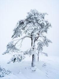 Tree in snow covered field