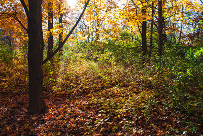 Trees in forest during autumn