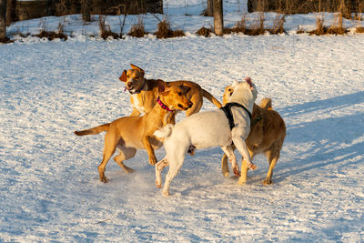 Dogs running on snow covered land