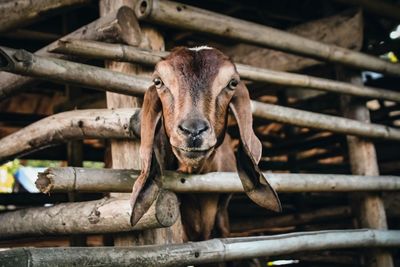 Goat's head staring at the camera