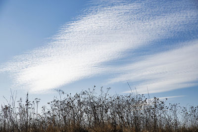 Low angle view of grass on field against sky