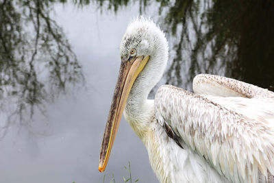 Close-up of pelican in lake