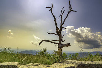 Bare tree on field against sky