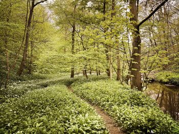 Trees growing in forest