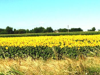 Scenic view of yellow flower field against clear sky