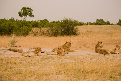 Close-up of lionesses on field