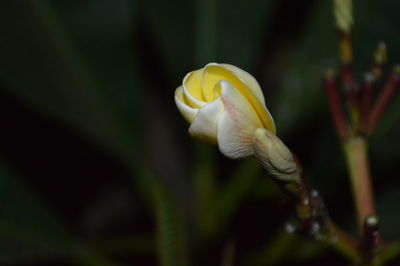 Close-up of white flowering plant