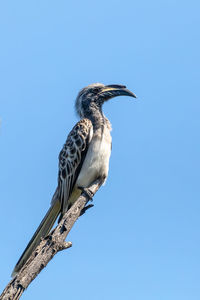 Low angle view of bird perching on a tree