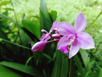 Close-up of pink flowering plant