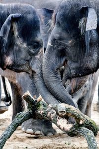 Close-up of elephant in water