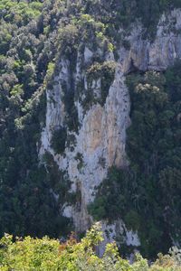 Scenic view of forest