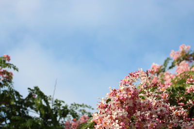 Low angle view of pink flowers blooming against sky