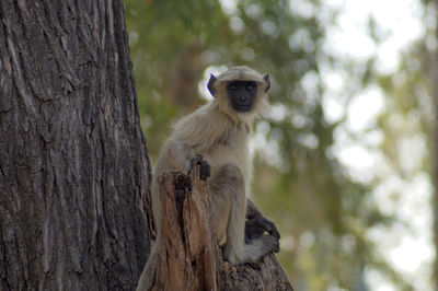 Monkey sitting on tree trunk