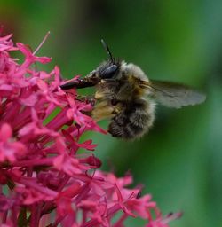 Close-up of bee on flower