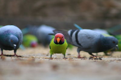 Pigeons and parrots feeding on field