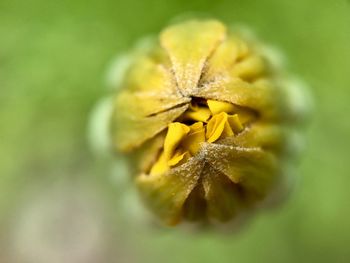 Close-up of yellow flower