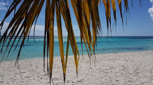 Palm trees on beach against sky