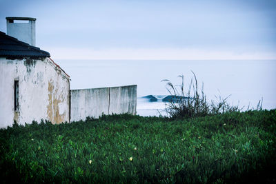 Plants growing on hill