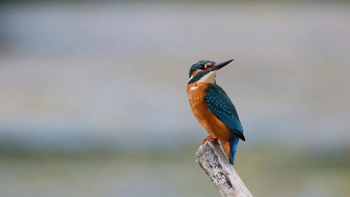 Close-up of kingfisher bird perching on branch