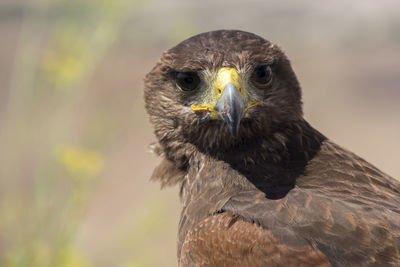 Close-up of eagle