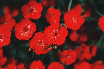 Close-up of red flowering plants