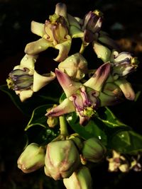 Close-up of flowering plant