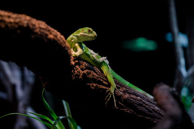 Close-up of lizard on plant