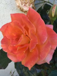 Close-up of red flower blooming outdoors