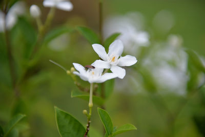 Close-up of white flowers blooming outdoors