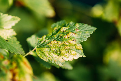 Close-up of fresh green leaves