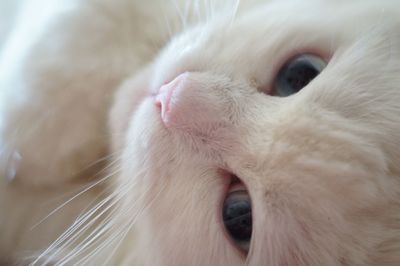 Close-up portrait of cat at home