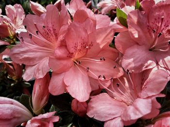 Close-up of pink cherry blossoms