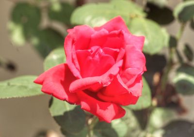 Close-up of rose flower