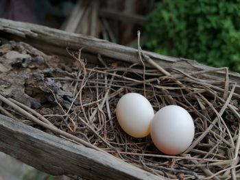 Close-up of eggs in nest